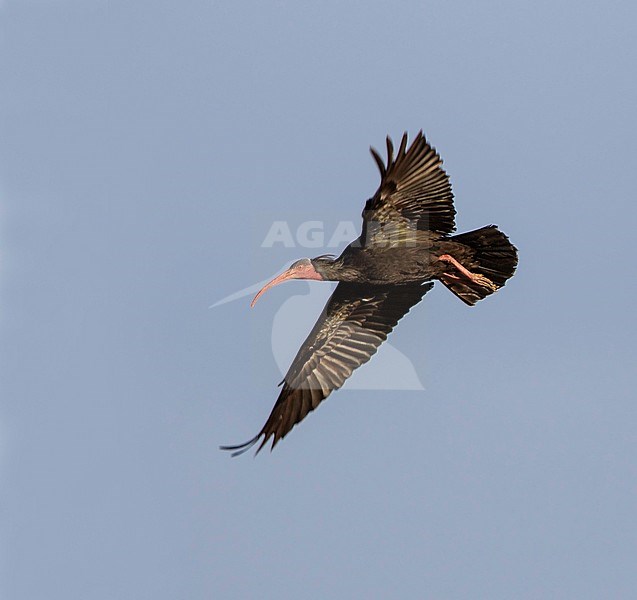 Adult Northern Bald Ibis (Geronticus eremita) in flight in Morocco. stock-image by Agami/Dubi Shapiro,