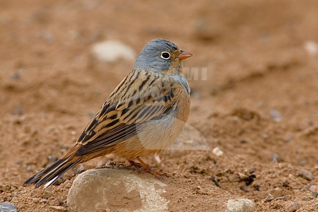 Mannetje Bruinkeelortolaan, Male Cretzschmar's Bunting stock-image by Agami/Daniele Occhiato,