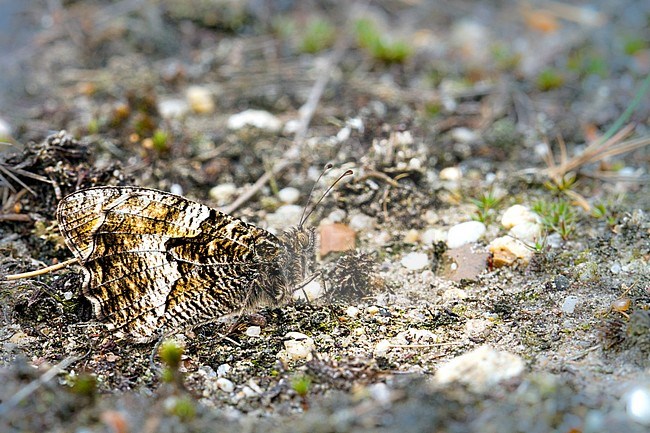 Heivlinder, Grayling stock-image by Agami/Menno van Duijn,