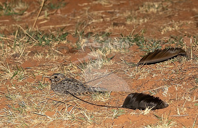 Male Standard-winged Nightjar (Caprimulgus longipennis) displaying on the ground in Africa. Showing its broad central flight feathers, one on each wing. stock-image by Agami/Pete Morris,