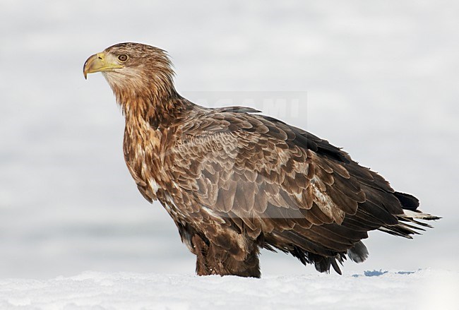 Zeearend onvolwassen zittend in sneeuw; White-tailed Eagle immature perched in snow stock-image by Agami/Markus Varesvuo,