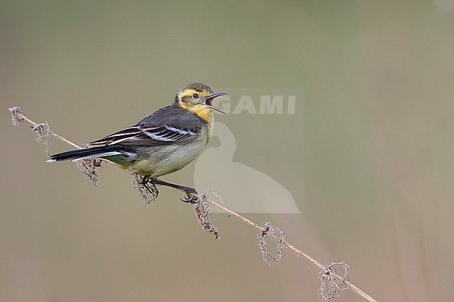 Citrine Wagtail - Zitronenstelze - Motacilla citreola ssp. citreola, Russia stock-image by Agami/Ralph Martin,