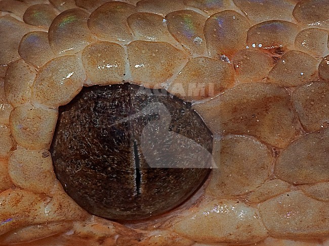 Tuinboa, Garden Tree Boa, Corallus hortulanus stock-image by Agami/Alex Vargas,