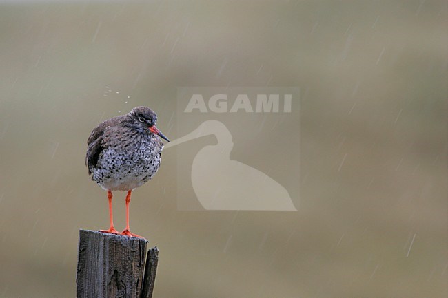 Tureluur op paal; Common Redshank adult on pole stock-image by Agami/Menno van Duijn,