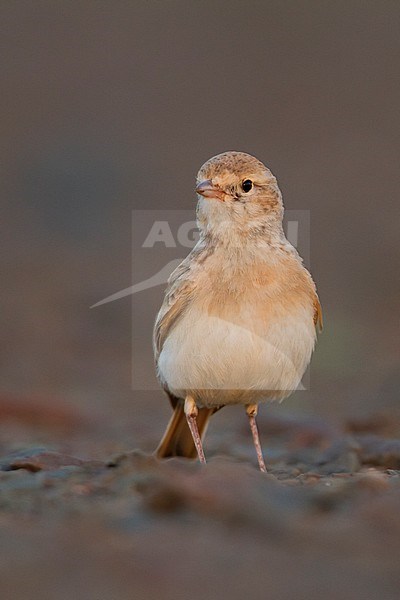 Bar-tailed Desert Lark (Ammomanes cincturus); Morocco, adult stock-image by Agami/Ralph Martin,