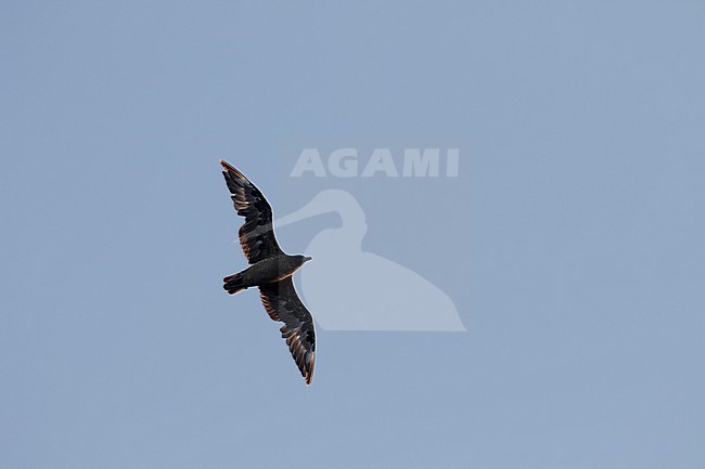 Great Skua (Catharacta skua) in heavy moult flying overhead off Madeira during summer. stock-image by Agami/Josh Jones,