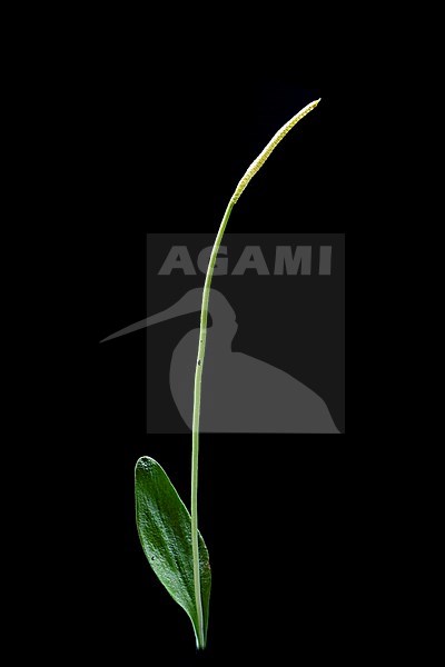 Adder's-tongue, Ophioglossum vulgatum stock-image by Agami/Wil Leurs,