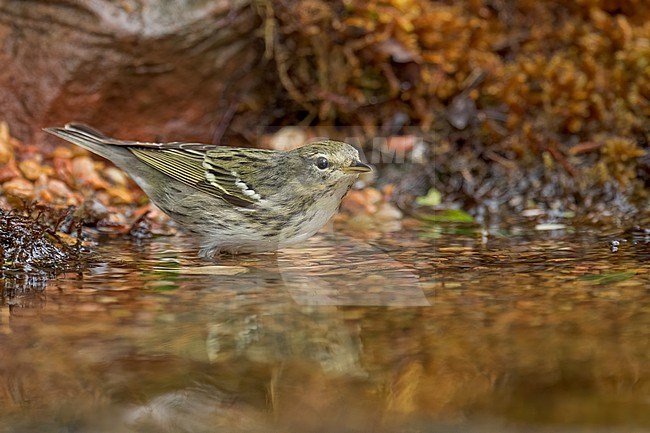 Adult female
Galveston Co., TX
April 2022 stock-image by Agami/Brian E Small,