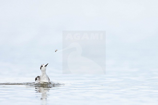  stock-image by Agami/Menno van Duijn,