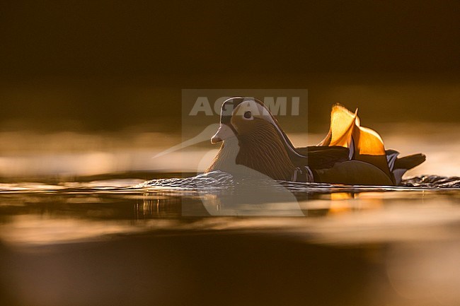 Drake Mandarin Duck (Aix galericulata) in Germany. stock-image by Agami/Ralph Martin,