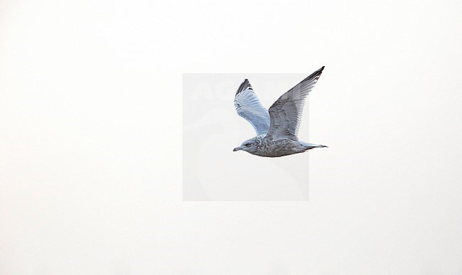 Third winter American Herring Gull (Larus smithsonianus) showing under and upperwing stock-image by Agami/Edwin Winkel,