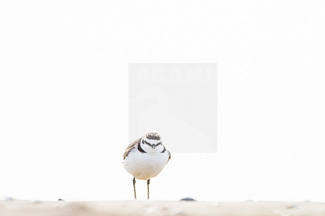 Strandplevier, Kentish Plover, Charadrius alexandrinus adult male on sand beach on north sea coast stock-image by Agami/Menno van Duijn,