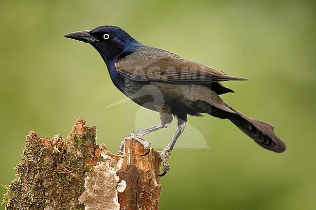 Adult male, bronzed form
Harris Co., TX
April 2006 stock-image by Agami/Brian E Small,