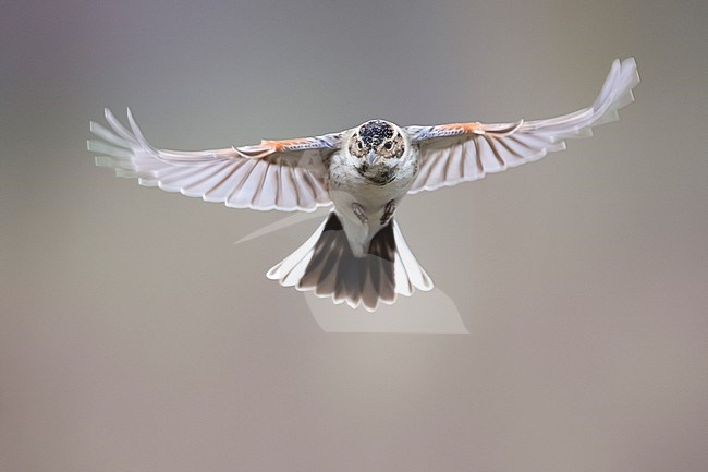 Common Reed Bunting (Emberiza schoeniclus) in Italy. stock-image by Agami/Daniele Occhiato,