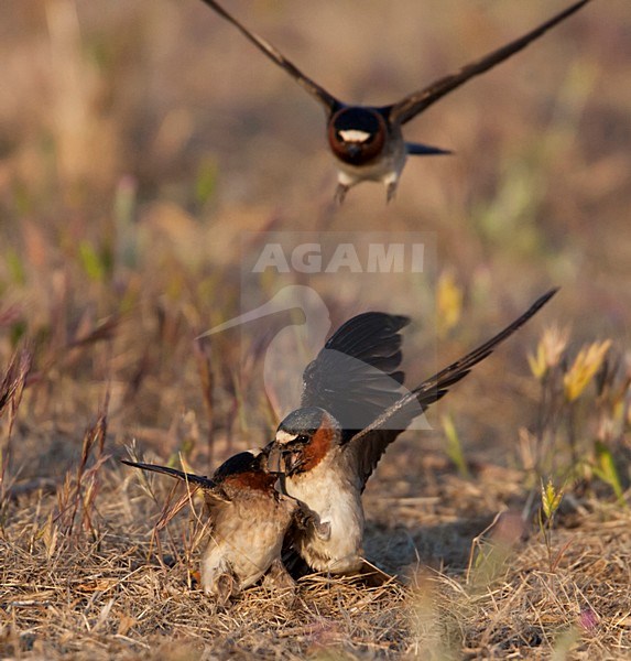 Vechtende Amerikaanse Klifzwaluwen; Fighting Cliff Swallows stock-image by Agami/Martijn Verdoes,