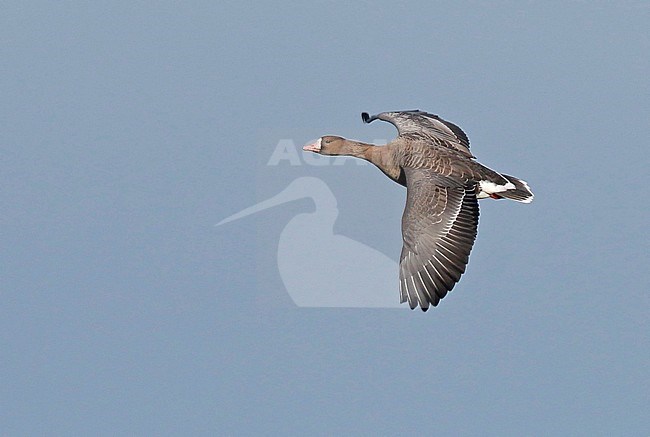 Greater White-fronted Goose (Anser Albifrons), adult in flight, seen from the side, showing upperwing. stock-image by Agami/Fred Visscher,