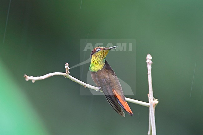 Rode Kolibrie zittend op tak tijdens regenbui Tobago, Ruby topaz Hummingbird perched on branch during rainshower Tobago stock-image by Agami/Wil Leurs,