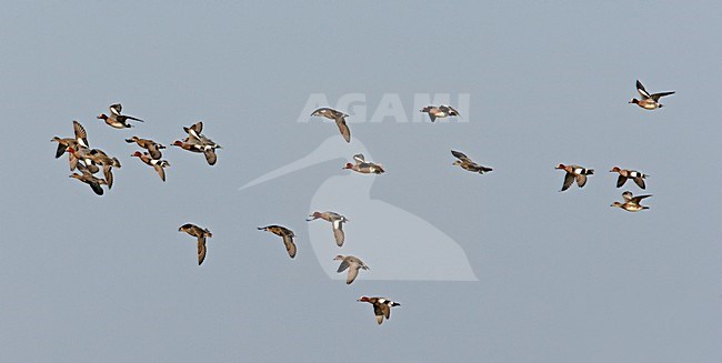 Smient groep vliegend; Eurasian Wigeon flock flying stock-image by Agami/Markus Varesvuo,