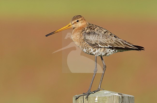 Grutto zittend op een paal; Black-tailed Godwit perched on a pole stock-image by Agami/Arie Ouwerkerk,