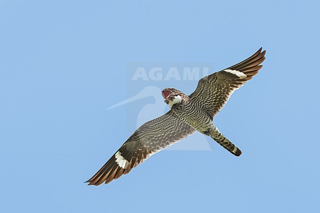 Adult male
Galveston Co., TX
April 2023 stock-image by Agami/Brian E Small,