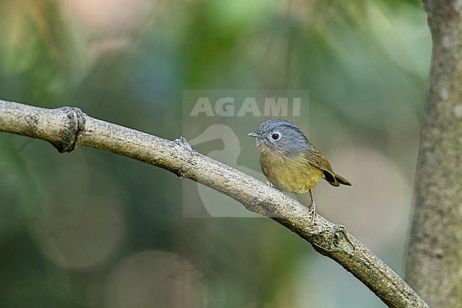 An adult Yunnan Fulvetta (Alcippe fratercula) is perching on a branch stock-image by Agami/Mathias Putze,
