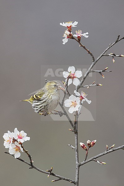 siskin female and wild almond flowers, Alain Ghignone stock-image by Agami/Alain Ghignone,