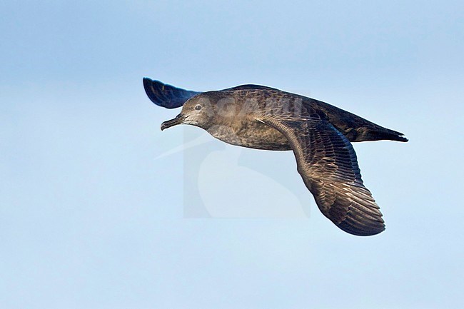 Sooty Shearwater (Puffinus griseus) flying off the coast of Victoria, BC, Canada. stock-image by Agami/Glenn Bartley,