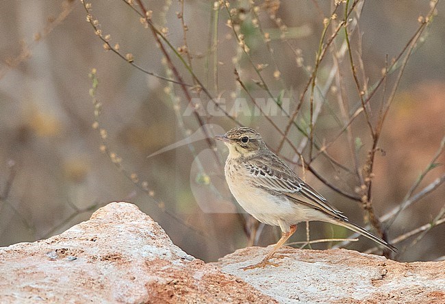 First-winter Tawny Pipit (Anthus campestris) during fall along the Black sea coast of Bulgaria near Cape Kaliakra. Standing on a rock surrounded by low scrub and brown plants. stock-image by Agami/Marc Guyt,