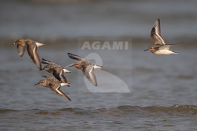 Flock of adult Sanderling (Calidris alba) flying over water during migration at Blåvandshuk, Denmark stock-image by Agami/Helge Sorensen,