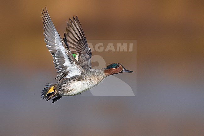 Male Eurasian Teal (Anas crecca) in Italy. In flight. stock-image by Agami/Daniele Occhiato,