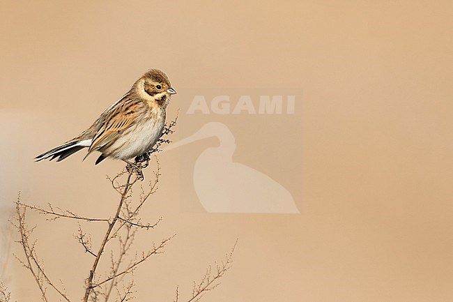 Reed Bunting (Emberiza schoeniclus ssp. schoeniclus) Germany stock-image by Agami/Ralph Martin,