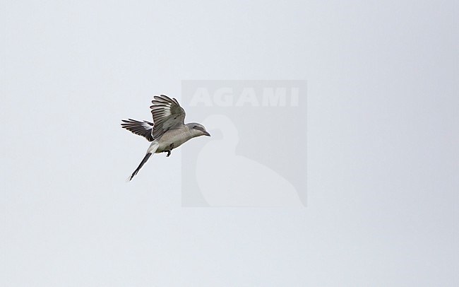 Great Grey Shrike (Lanius excubitor excubitor) juvenile hovering in Nordsjælland, Denmark stock-image by Agami/Helge Sorensen,