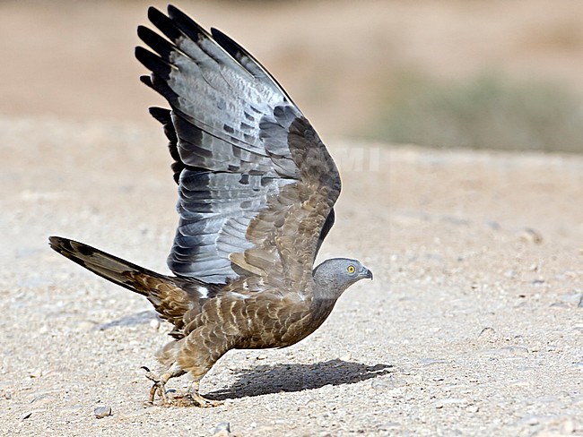 Wespendief, European Honey Buzzard, Pernis apivorus stock-image by Agami/Tomi Muukkonen,