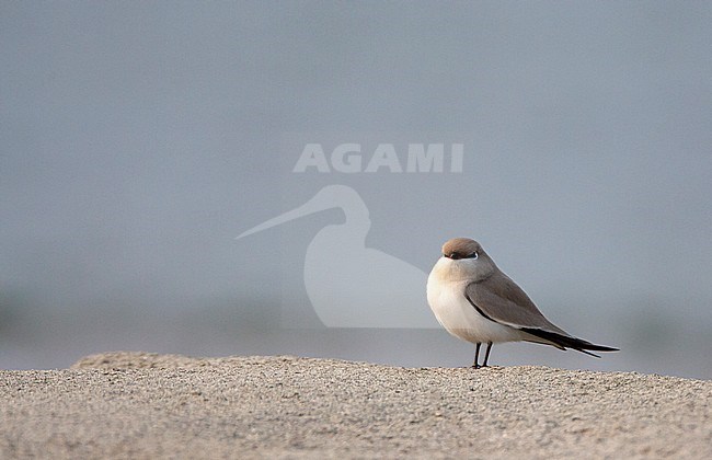 Small Pratincole (Glareola lactea) in typical river habitat in Asia. Standing on a sand bank of a river island. stock-image by Agami/Marc Guyt,