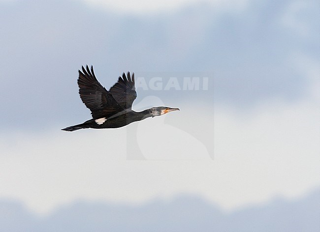 Adult Great Cormorant (Phalacrocorax carbo) in flight in the Netherlands. Seen from the side, showing under wing. stock-image by Agami/Marc Guyt,