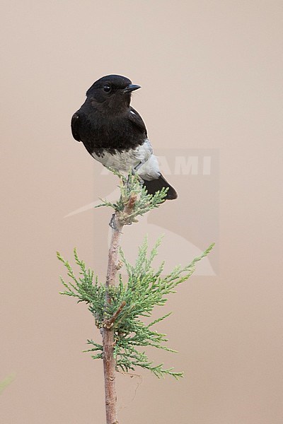 Pied Stonechat (Saxicola caprea ssp. rossorum) Tajikistan, adult male perched on a branch stock-image by Agami/Ralph Martin,