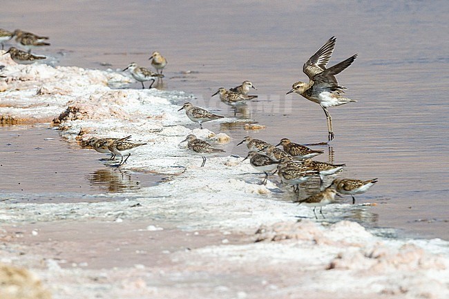 Kaspische Plevier; Caspian Plover; Charadrius asiaticus stock-image by Agami/Yoav Perlman,