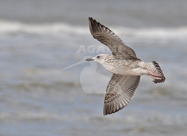 First-winter Caspian Gull (Larus cachinnans) on the beach at Noordwijk in the Netherlands during early October. Bird in flight. stock-image by Agami/Casper Zuijderduijn,