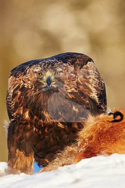 Adulte Steenarend op prooi, Adult Golden Eagle on prey stock-image by Agami/Markus Varesvuo,