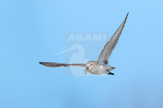 Adult breeding
Galveston Co., TX
May 2023 stock-image by Agami/Brian E Small,