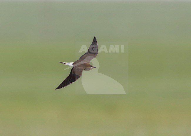 Steppevorkstaartplevier, Black-winged Pratincole, Glareola nordmanni stock-image by Agami/Mike Danzenbaker,