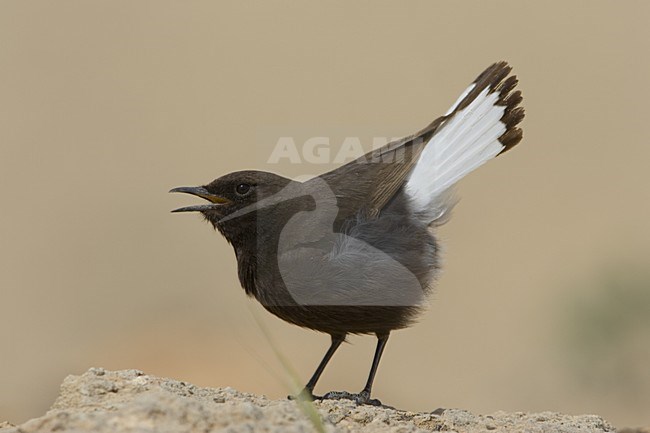 Black Wheatear male singing; Zwarte Tapuit man zingend stock-image by Agami/Daniele Occhiato,