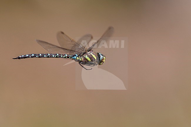 Vliegende imago Venglazenmaker; Flying Adult Moorland Hawker; Flying Adult Common Hawker stock-image by Agami/Fazal Sardar,