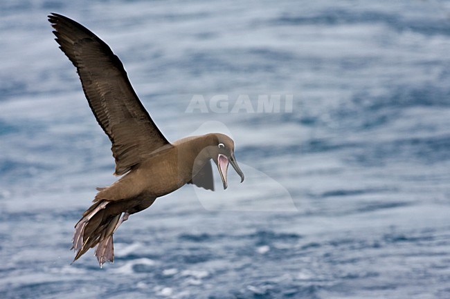 Zwarte Albatros in de vlucht; Sooty Albatross in flight stock-image by Agami/Marc Guyt,