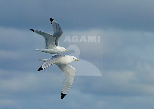 Volwassen Drieteenmeeuw in de vlucht; Adult Black-legged Kittiwake in flight stock-image by Agami/Markus Varesvuo,