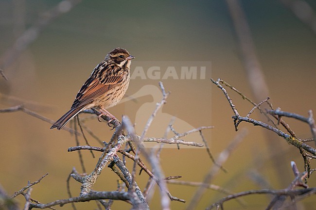 Reed Bunting - Rohrammer - Emberiza schoeniclus ssp. schoeniclus, Germany, juvenile stock-image by Agami/Ralph Martin,