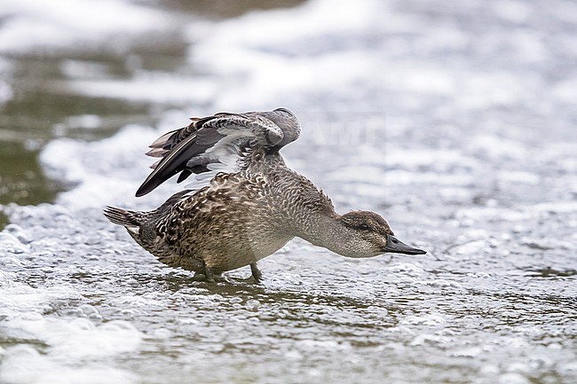 1cy eclipse male Green-winged Teal sitting in Lagoa de Furnas, Sao Miguel, Azores. October 24, 2017 stock-image by Agami/Vincent Legrand,