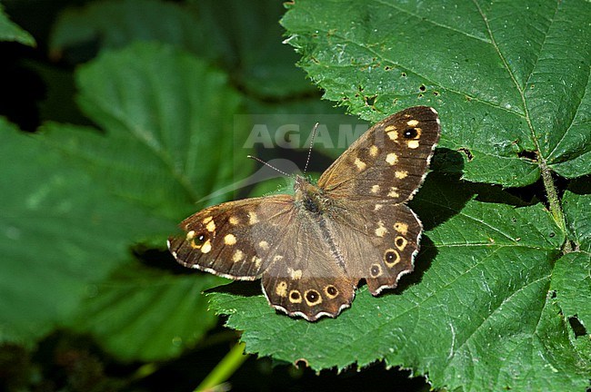 Speckled Wood (Pararge aegeria) in the Netherlands. Sunning on a green leaf. stock-image by Agami/Marc Guyt,