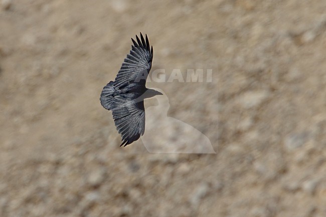 Waaierstaartraaf in de vlucht; Fan-tailed Raven in flight stock-image by Agami/Daniele Occhiato,