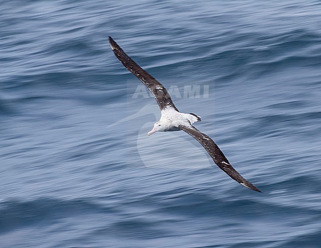 Antipodean albatross (Diomedea antipodensis) flying over the New Zealand subantarctic Pacific Ocean. Photographed with slow shutterspeed. stock-image by Agami/Marc Guyt,